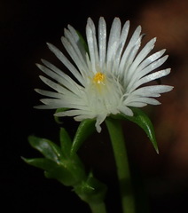 Delosperma inconspicuum