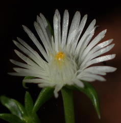 Delosperma inconspicuum