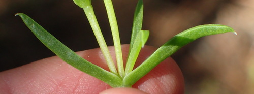 Image of Delosperma inconspicuum by (c) Nicola van Berkel, some rights reserved (CC BY-SA)