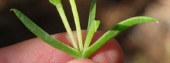 Delosperma inconspicuum