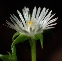 Delosperma inconspicuum