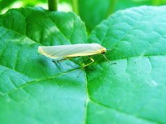 Eilema lurideola