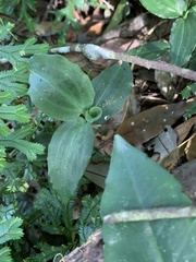 Goodyera foliosa