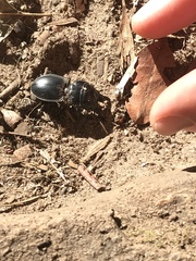 Pachyodontus languidus