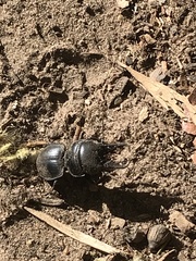 Pachyodontus languidus