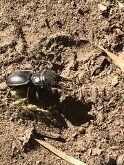 Pachyodontus languidus