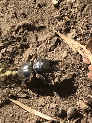 Pachyodontus languidus