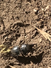 Pachyodontus languidus