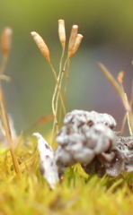 Tortella xanthocarpa