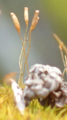 Tortella xanthocarpa