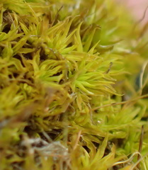 Tortella xanthocarpa