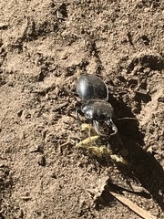 Pachyodontus languidus