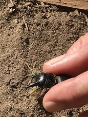 Pachyodontus languidus