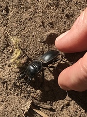 Pachyodontus languidus