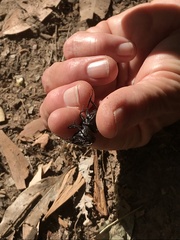 Pachyodontus languidus