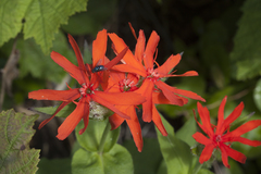 Silene fulgens