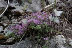 Thymus bashkiriensis