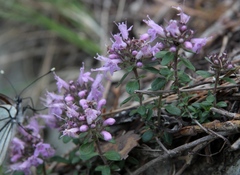 Thymus bashkiriensis
