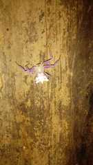 Epicadus heterogaster