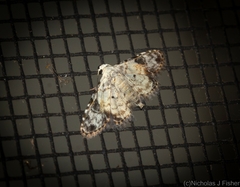 Araeopteron epiphracta