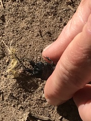 Pachyodontus languidus