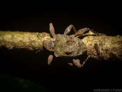 Eurychirus bituberculatus