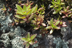 Orostachys maximowiczii