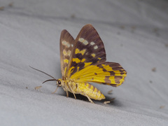 Dysphania bivexillata