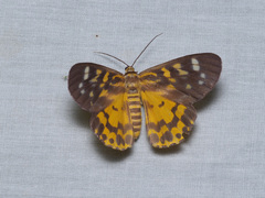 Dysphania bivexillata