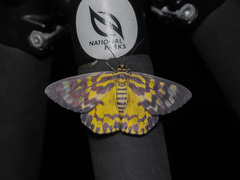 Dysphania bivexillata