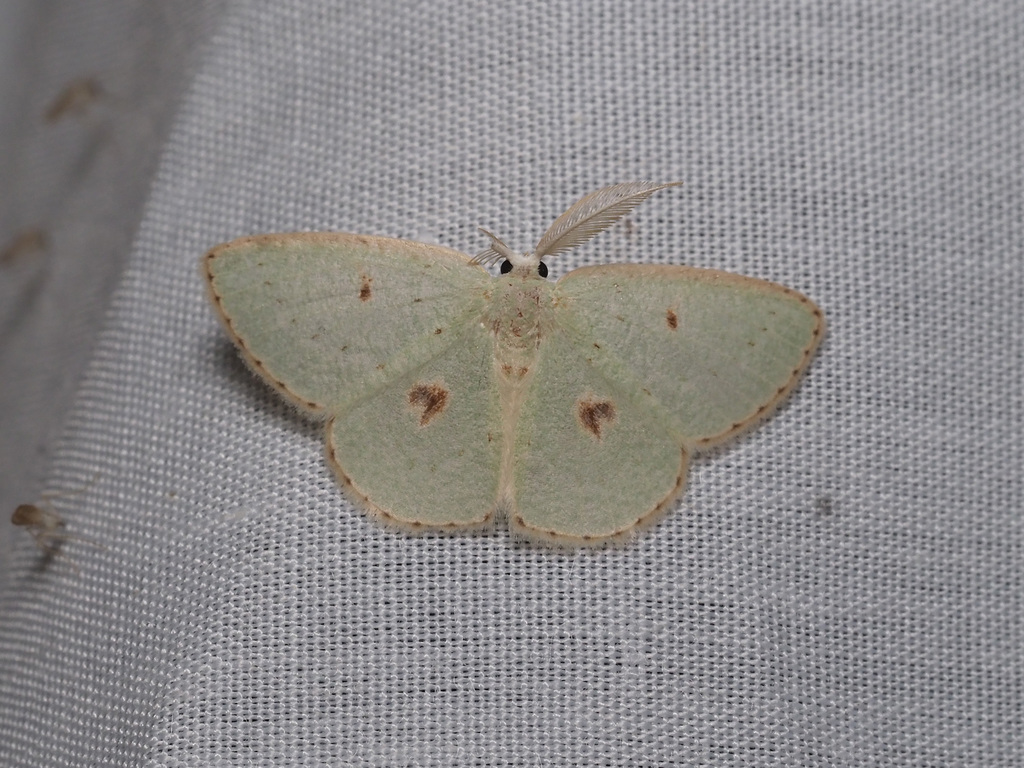 Comostola quantula