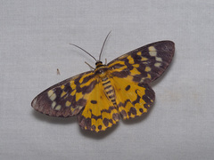 Dysphania bivexillata