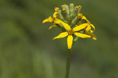 Ligularia schmidtii