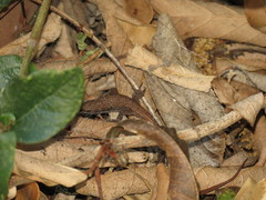 Elgaria multicarinata