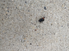 Dilophus serotinus