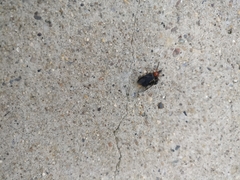 Dilophus serotinus