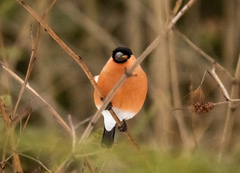 Pyrrhula pyrrhula