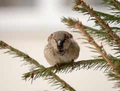 Passer domesticus