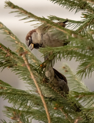 Passer domesticus