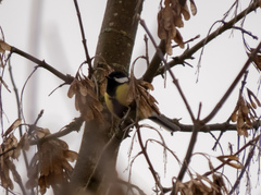 Parus major