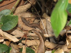 Elgaria multicarinata