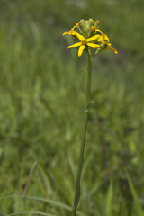 Ligularia schmidtii