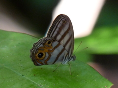 Chloreuptychia herseis