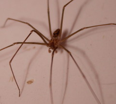 Loxosceles simillima