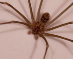 Loxosceles simillima