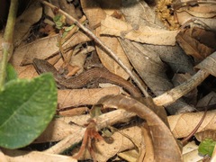 Elgaria multicarinata