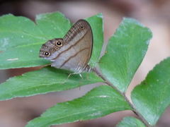 Amiga arnaca