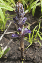Orobanche coerulescens