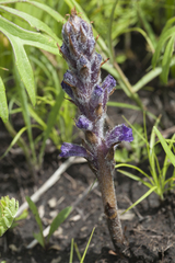 Orobanche coerulescens