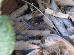 Elgaria multicarinata